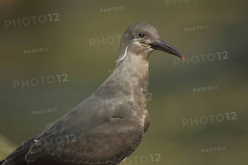 Inca tern, portrait, tern, swallow, Inca terns (Larosterna inca), seagulls (Laridae), gull, seabird, seabirds, waders, wading birds, limcos, limicoles, Charadriiformes, bird, animal, vertebrate, captive