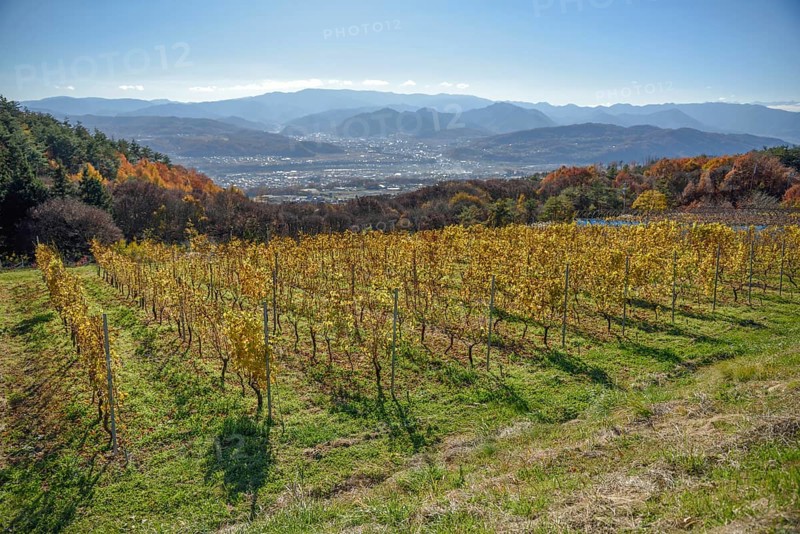 Vineyard of Villa D'Est Garden Farm & Winery, Kano, Nagano Prefecture, Honshu Island, Japan, Asia