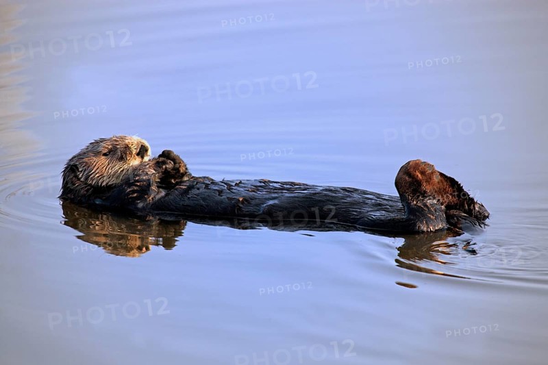 Sea Otter (Enhydra lutris), female, Monerey, California, USA, North America