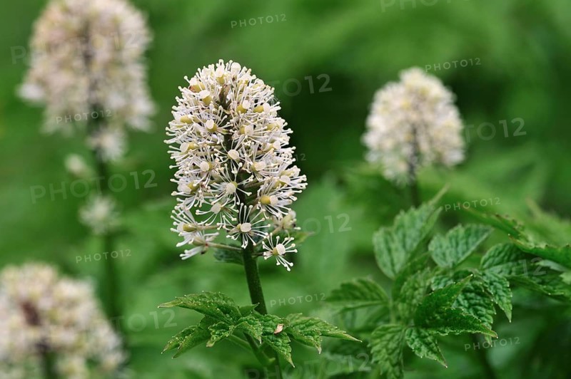 Eurasian Baneberry (Actaea spicata), Herb Christopher in flower