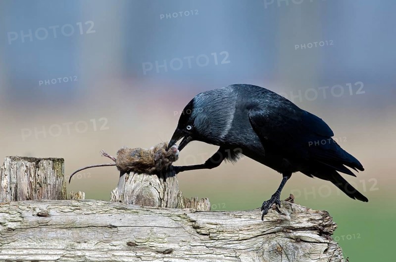 Western Jackdaw, European Jackdaw (Coloeus monedula) (Corvus monedula) on wooden fence eating dead mouse