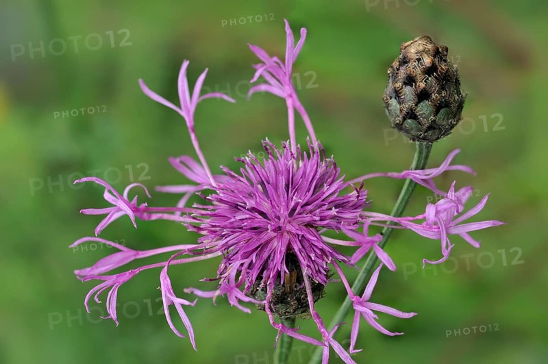 Acrocentron, pincushion flowers (scabiosa) Compositae, Greater knapweed (Centaurea) flower and bud