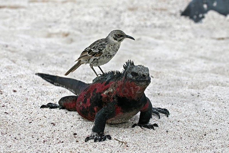Marine iguana (Amblyrhynchus cristatus) with hood mockingbird (Mimus macdonaldi) on its back, Espanola Island, Galápagos Islands, Ecuador, Latin America, South America