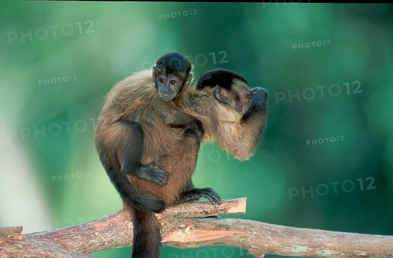 White-throated Capuchin, female with young (Cebus capucinus), page