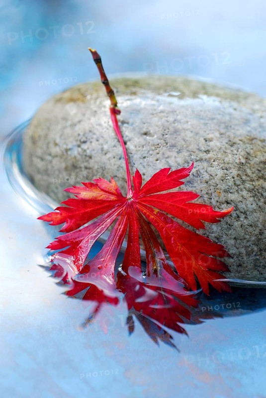 Japanese maple, leaf on stone in water, Japanese (Acer japonicum aconitifolium) maple