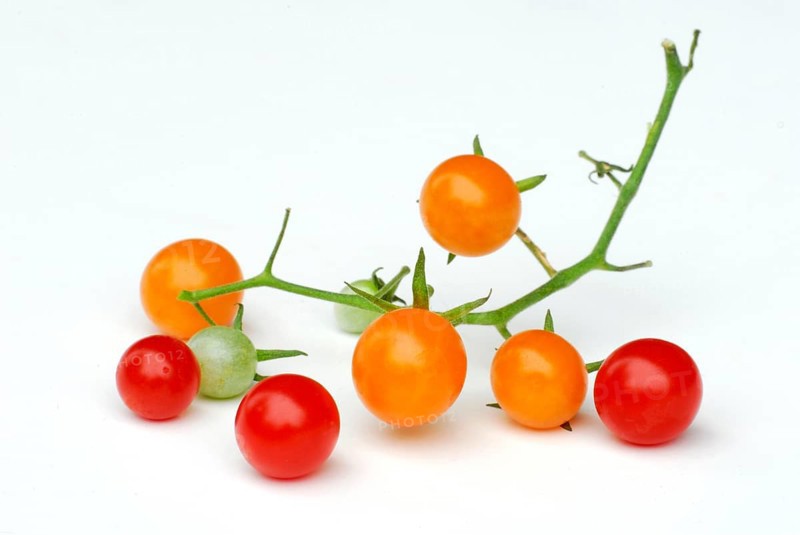 Savages Lycopersiconn (Solanum peruvianum)