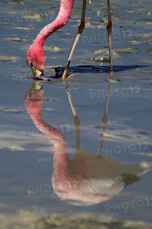 James's flamingo (Phoenicoparrus jamesi) (Phoenicopterus jamesi), short-billed flamingo, Altiplano, Bolivia, South America