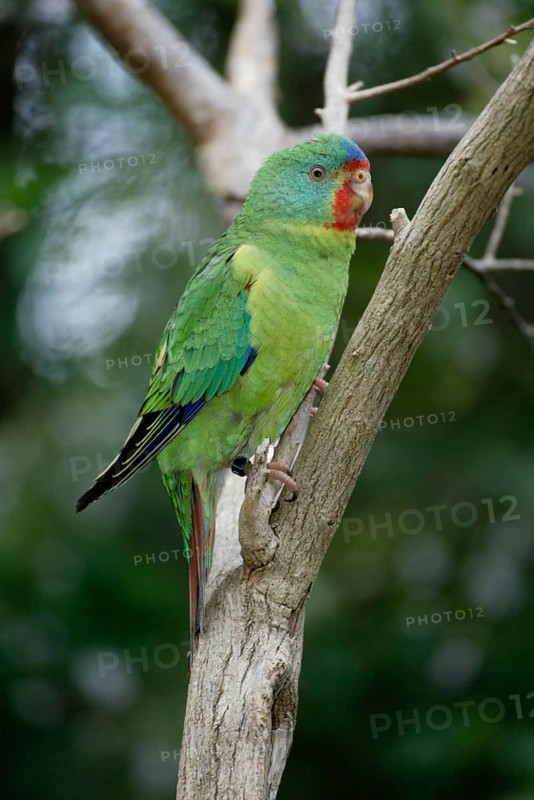 Swift Parrot (Lathamus discolor), Australia, Schwalbensittich, Australien /, Oceania