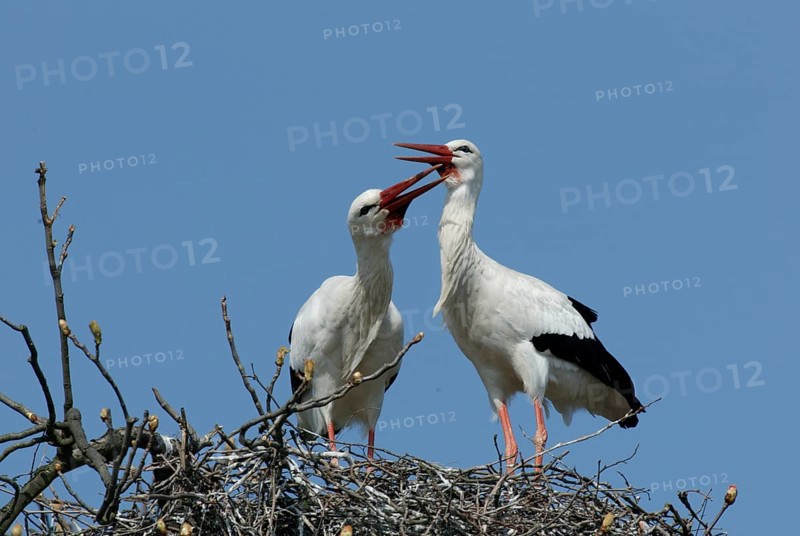 White stork (Ciconia ciconia), pair, Germany, Europe