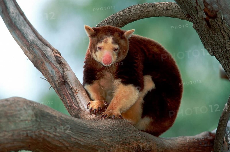Matschie's matschie's tree-kangaroo (Dendrolagus matschiei)
