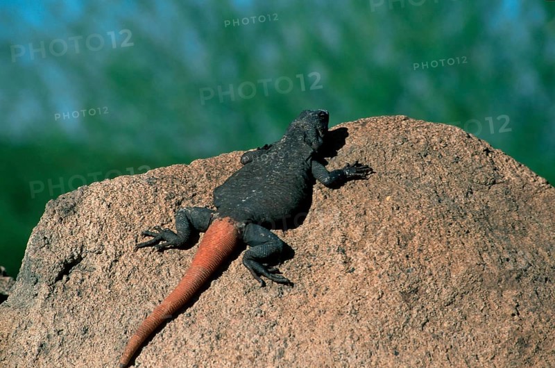 Common chuckwalla, Arizona (Sauromalus obeus), USA, North America