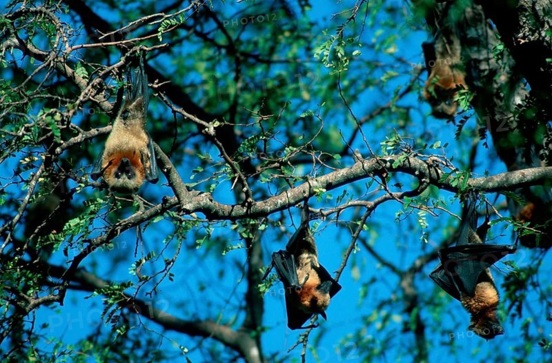 Madagacar Fruit Bats resting, madagascan flying fox (Pteropus rufus) resting in a sleeping tree, Madagascar, Africa