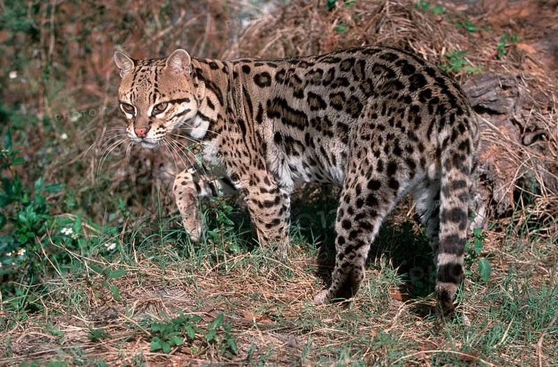 Ocelot (Felis pardalis) Ozelot, Suedamerika, south america, Saeugetiere, mammals, animals, Katzenartige, Raubtiere, beasts of prey, aussen, outdoor, Querformat, horizontal, stehen, standing, adult, seitlich, side