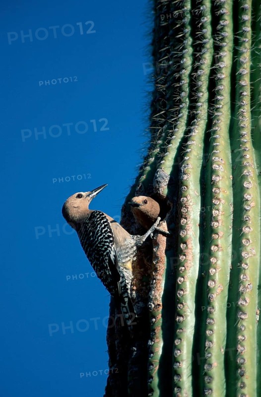 Gila Woodpecker (Melanerpes uropygialis) pair, America, america, animals, bird, birds, woodpeckers, outside, outdoors, vertical, adult, two, sitting, Sonora Desert, Arizona, USA, gila woodpecker pair at nest hole, Sonora Desert, USA, North America