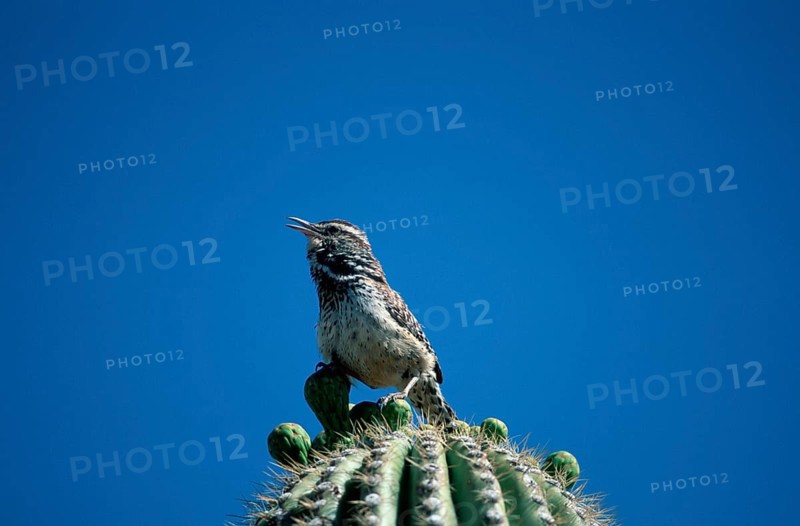 Cactus wren (Campylorhynchus brunneicapillus), Sonora Desert, Arizona, USA, Cactus Wren, USA, North America