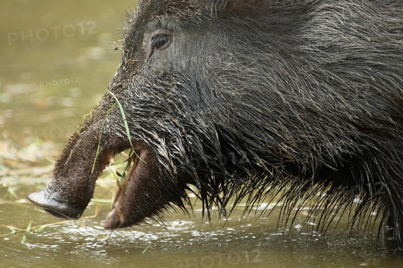 Head of wild boar (Sus scrofa) feeding in water, mouth open, captive