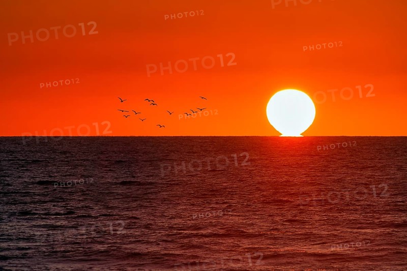 Orange sunset on the Silver Coast, flock of birds, Côte dArgent, Atlantic Ocean, Soustons, Landes, Nouvelle-Aquitaine, France, Europe