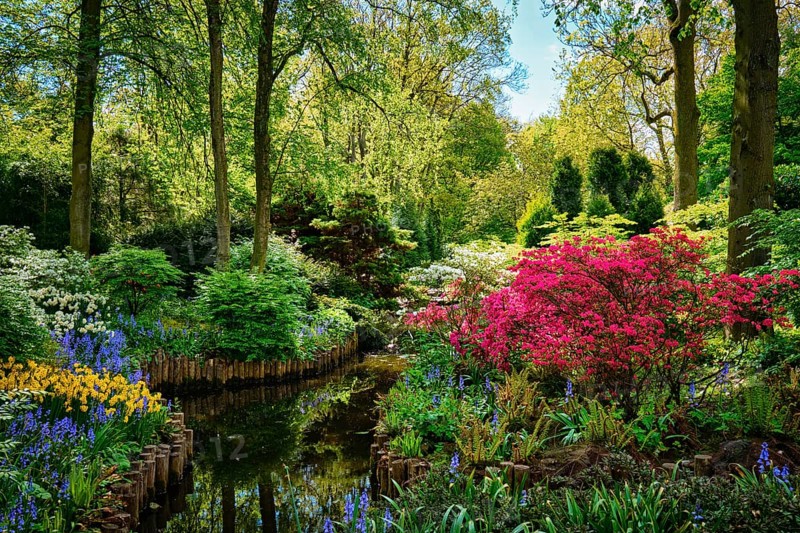 Keukenhof flower garden, also known as the Garden of Europe. One of the world's largest flower gardens. Lisse, the Netherlands