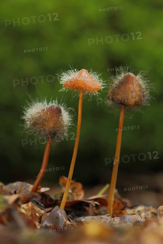 Bleeding fairy helmet (Mycena haematopus) with fungal infestation by Common Helmet Mould, Helmet Mould (Spinellus fusiger), yoke fungus, mould, three, Bremthal, Eppstein, Taunus, Hesse, Germany, Europe