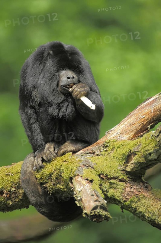 Black howler (Alouatta caraya), male, adult, captive
