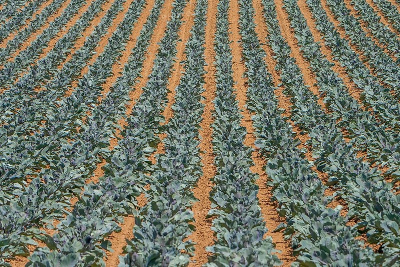 Field with red cabbage (Brassica oleracea convar. capitata var. rubra L.), Southern Palatinate, Palatinate, Rhineland-Palatinate, Germany, Europe