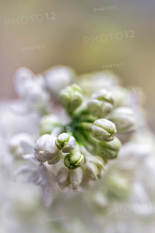 Common lilac (Syringa vulgaris), white flowers, buds, close-up, blurred, text free space, North Rhine-Westphalia, Germany, Europe