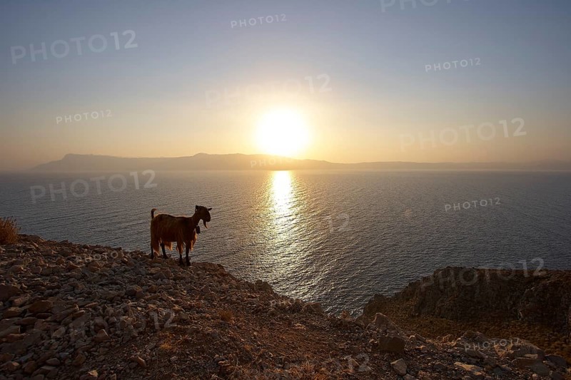 Gramvoussa peninsula, sunrise, Rodopou peninsula, sun reflection on the water, goat (caprae) silhouette, Pirate Bay, Balos, Tigani, West Crete, island of Crete, Greece, Europe