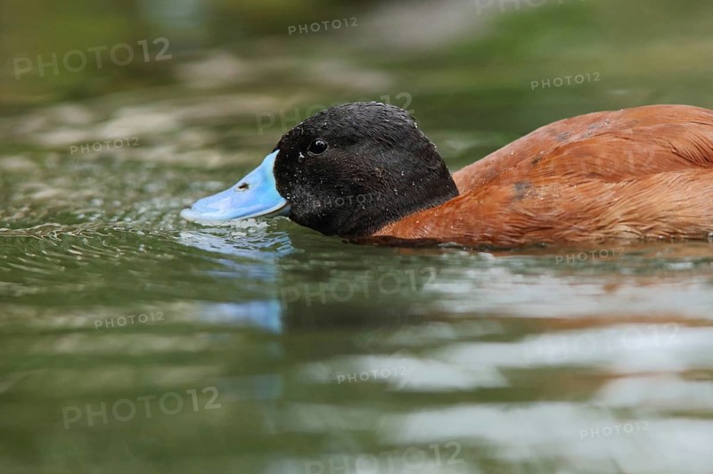 Portrait of male lake duck (Oxyura vittata), swimming, captive