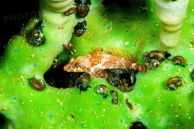 Sculpin Procottus gurwici on a fresh water sponge, Lake Baikal, Siberia, Russia, Europe