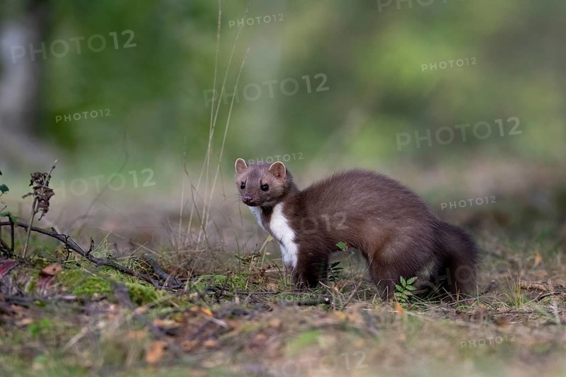 Beech marten (Martes foina), Bitburg, Rhineland-Palatinate, Germany, Europe