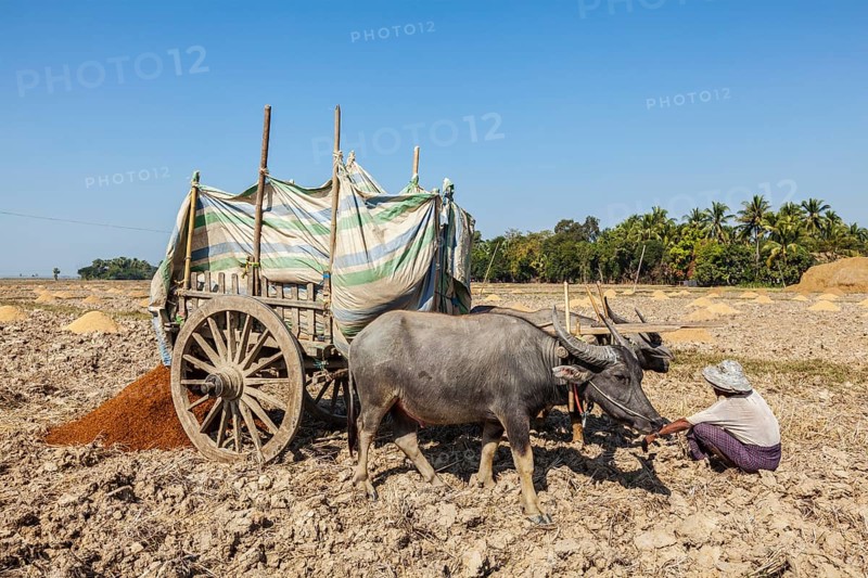 MYANMAR, JANUARY 6, 2014: Unidentified Burmese peasant working in the field with ox cart. Agriculture in Burma is the main industry in the country, accounting for 60 percent of the GDP and employing some 65 percent of the labor force