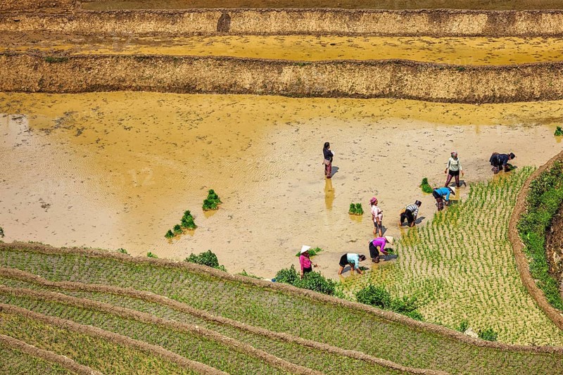 CAT CAT, VIETNAM, JUNE 9, 2011: Vietnamese farmers working in rice field paddy. Vietnam is now one of top world exporters in rice