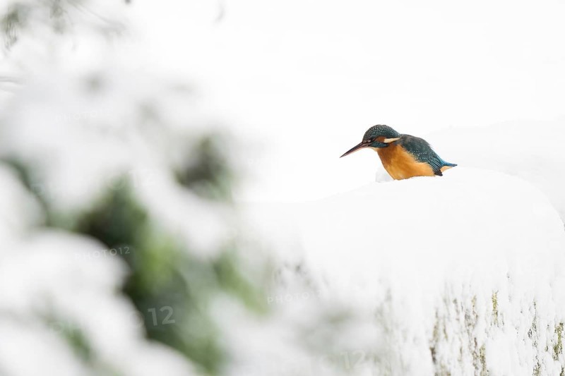 Common kingfisher (Alcedo atthis) sitting on a snow-covered wall, looking into a stream bed, winter, Hesse, Germany, Europe