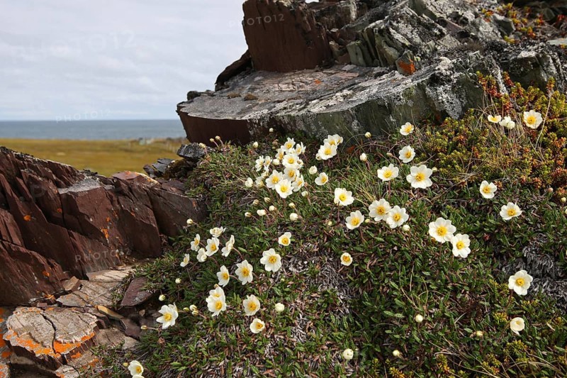 White dryad (Dryas octopetala) blooming on a rock in the tundra, Barents Sea in the background, Lapland, Northern Norway, Scandinavia