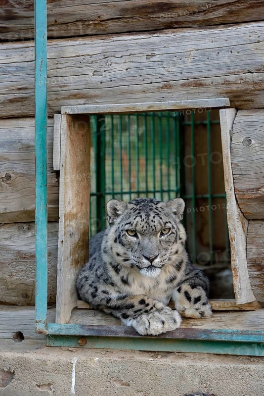 Snow leopard (Panthera uncia), captive, reception station of the German Nature Conservation Association, near Ananjevo, Kyrgyzstan, Asia
