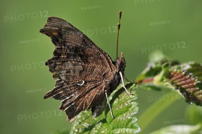 Profile of Comma (Polygonia c-album) butterfly resting on leaf