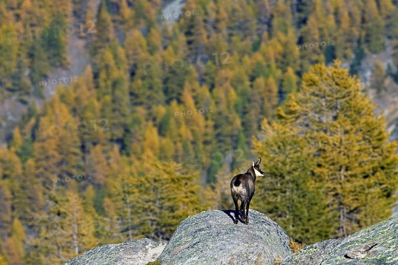 Chamois (Rupicapra rupicapra) looking over larch forest (Larix decidua) in the Italian Alps in autumn, Gran Paradiso National Park, Italy, Europe