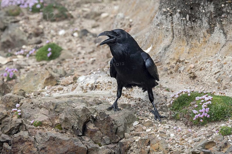 Common raven, northern raven (Corvus corax) calling from sea cliff along the Scottish coast, Scotland, UK