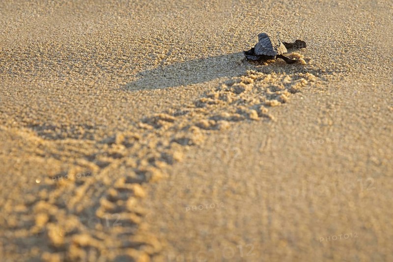 Olive ridley sea turtle, Pacific ridley sea turtle (Lepidochelys olivacea) baby hatchling on sandy beach scurrying to the sea water of the Pacific Ocean