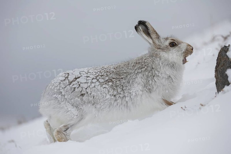 Mountain hare (Lepus timidus), Alpine hare, snow hare in white winter pelage calling in the Scottish Highlands, Scotland, UK