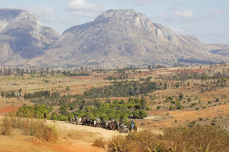 Malagasy cattle herders, cattlemen in the Central Highlands on their way to the weekly zebu market in Ambalavao, Haute Matsiatra, Madagascar, Southeast Africa, Africa