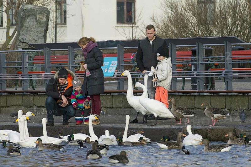 Parents with children feeding old bread to ducks, geese and flock of whooper swans at lake in city park in winter