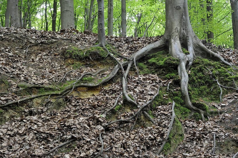 Exposed roots of European Beech (Fagus sylvatica) tree in broadleaf forest