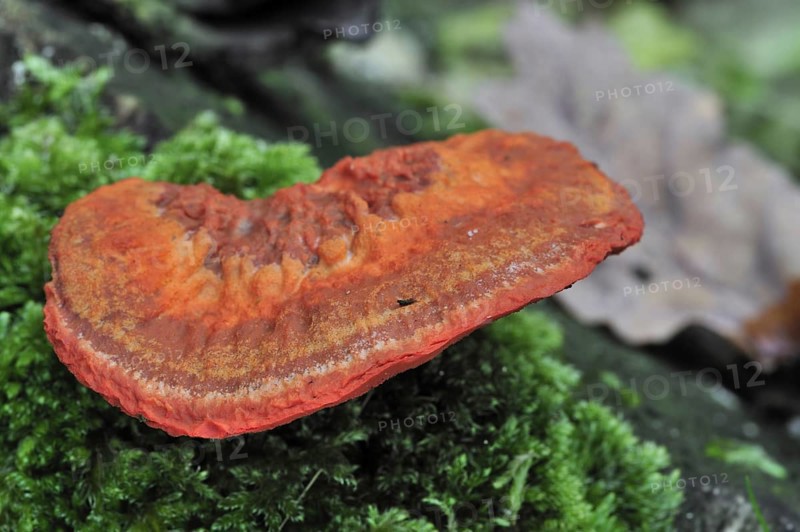 Cinnabar Red Polypore (Pycnoporus cinnabarinus) (Polyporus cinnabarinus) on tree trunk, Belgium, Europe