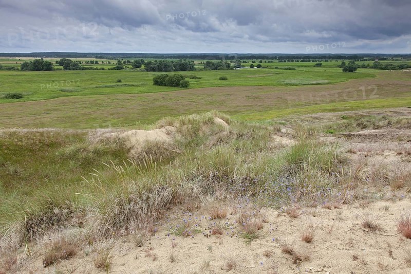 Inland Dunes by Klein Schmölen near the Elbe river, Mecklenburg Elbe Valley Nature Park, Mecklenburgisches Elbetal, Mecklenburg-Vorpommern, Germany, Europe