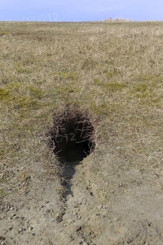 European rabbit (Oryctolagus cuniculus) entrance to burrow, warren in grassland