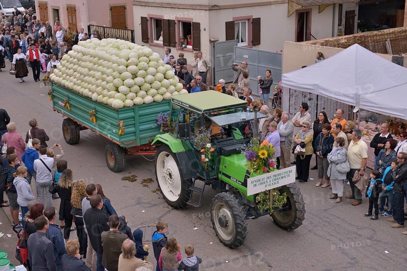 Tractor loaded with cabbages during the "Fête de la choucroute" Sauerkraut Festival, Krautergersheim, Département Bas-Rhin, Alsace, France, Europe