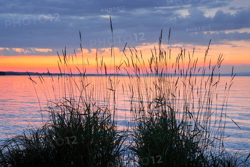 View over Lake Constance at a colourful sunset, silhouette of reeds in the foreground, Canton Thrugau, Switzerland, Europe