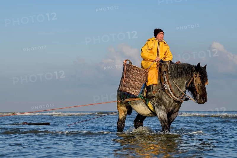 Horse fishermen catching Brown shrimp (Crangon crangon), Koksijde, North Sea coast, province of West Flanders, Belgium, Europe