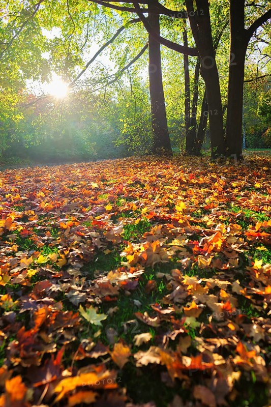 Golden autumn fall October in famous Munich relax place, Englischer Garten. English garden with fallen leaves and golden sunlight. Munchen, Bavaria, Germany, Europe